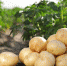 kak-uvelichit-urozhaj-kartofelya-960x540.jpg - Ахтынский район
