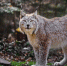 grass-wildlife-lynx-wild-cat-Grey-Fox-bobcat-predator-fauna-mammal-stand-vertebrate-dog-like-mammal-kit-fox-trot-big-cat-596488.jpg - Ахтынский район